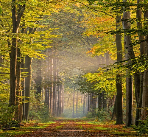 Path through the forest